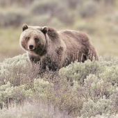 Feds stop North Cascades grizzly recovery