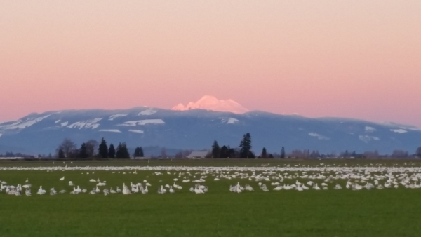 Skagit County Republican Woman
