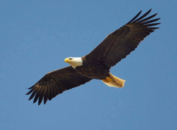 Skagit County Republican Party Central Committee Meeting