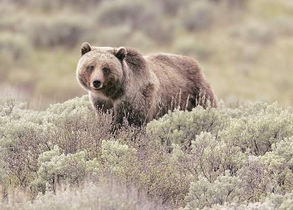 Feds stop North Cascades grizzly recovery