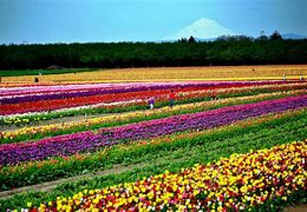 SKAGIT COUNTY REPUBLICAN WOMEN MEETING JULY 11