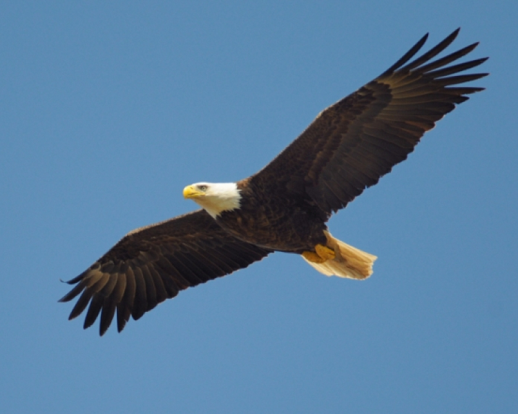 Skagit County Republican Party Central Committee Meeting
