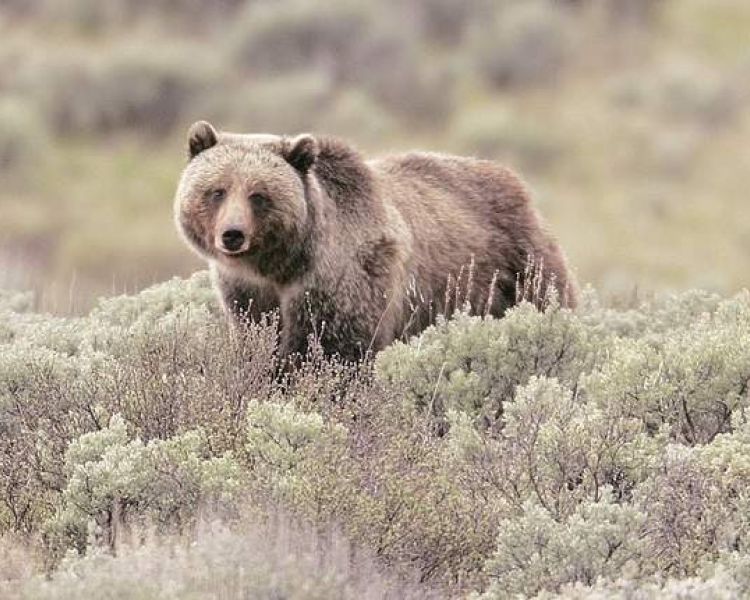 Feds stop North Cascades grizzly recovery