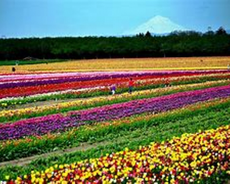 SKAGIT COUNTY REPUBLICAN WOMEN MEETING JULY 11